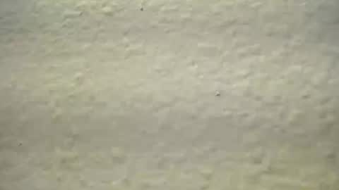 subswitchuser online show from October 2025 01:52:01 PM