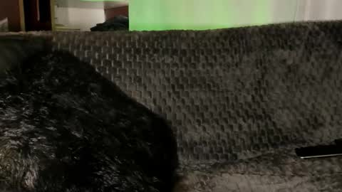 Teo online show from January 2026 04:09:01 PM