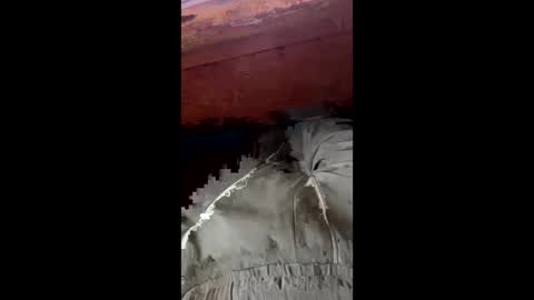 Snapshot of tree553 chatting on January 2025 08:44:01 PM tree553 online show from January 2025 08:44:01 PM