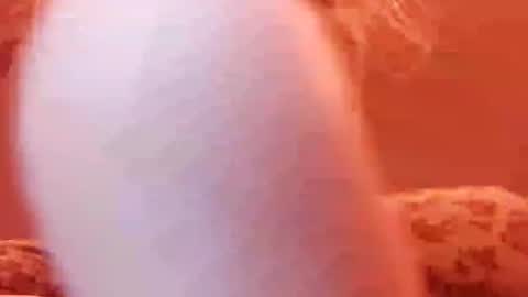 Snapshot of tretrix5588 chatting on December 2024 05:00:02 AM tretrix5588 online show from December 2024 05:00:02 AM