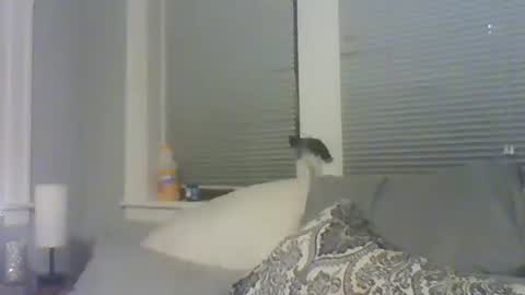 Amber White online show from February 2026 10:30:01 AM