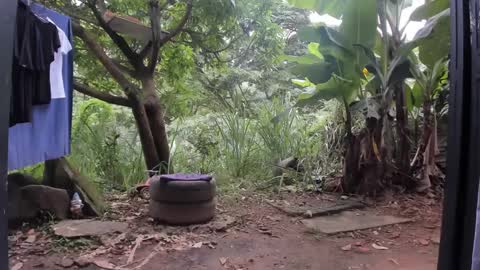 venus ... zeus sheer  online show from March 2025 01:31:02 PM