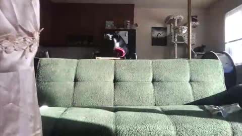 venustheflytrap online show from May 2026 11:23:01 PM
