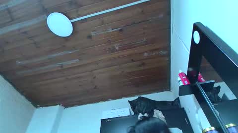 white_sexy_ online show from January 2026 11:09:01 PM