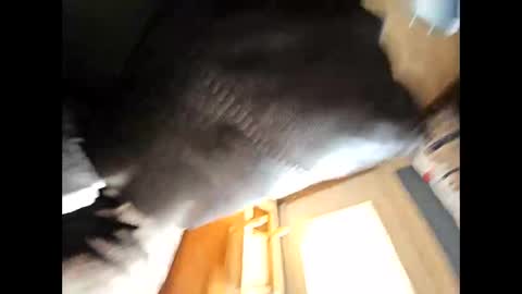 wildman2900 online show from February 2025 04:39:02 PM