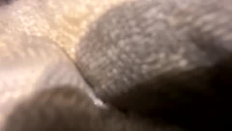 wiley0520 online show from October 2025 11:36:02 AM