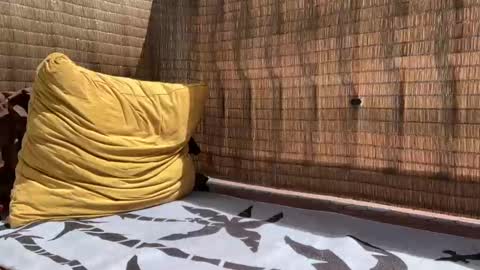 Sweetdog online show from September 2025 05:46:02 PM