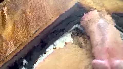 yamines online show from January 2025 12:35:01 PM