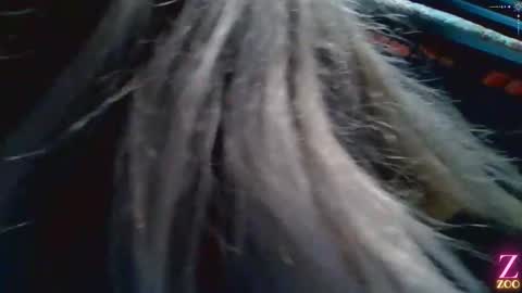 ZYA online show from December 2024 01:36:02 AM