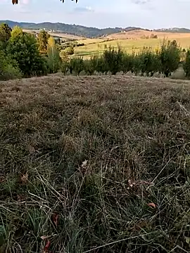 Nishu12356g online show from September 2025 04:06:02 PM