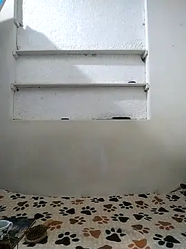 Cameron puppy online show from April 2026 10:20:02 AM