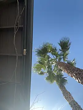 starrynikki online show from February 2026 08:01:01 PM