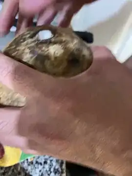 FlorBich online show from December 2024 11:08:01 PM