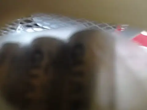 lovense test04 online show from February 2026 01:32:02 AM