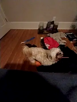 Snapshot of 420getsmehorny chatting on December 2024 02:04:01 AM 420getsmehorny online show from December 2024 02:04:01 AM