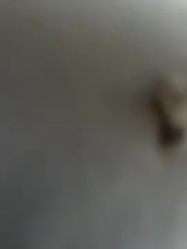 eveangelll online show from March 2025 08:08:01 AM