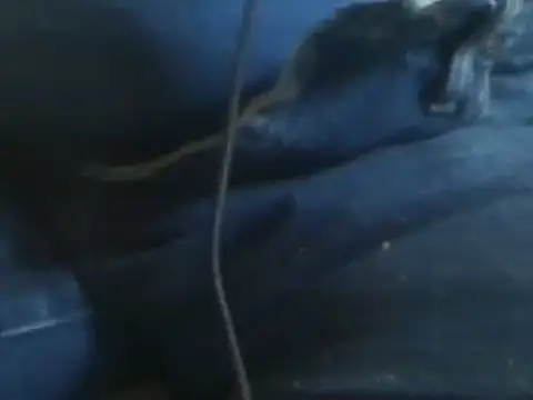 markluvskitty online show from January 2025 08:42:01 PM