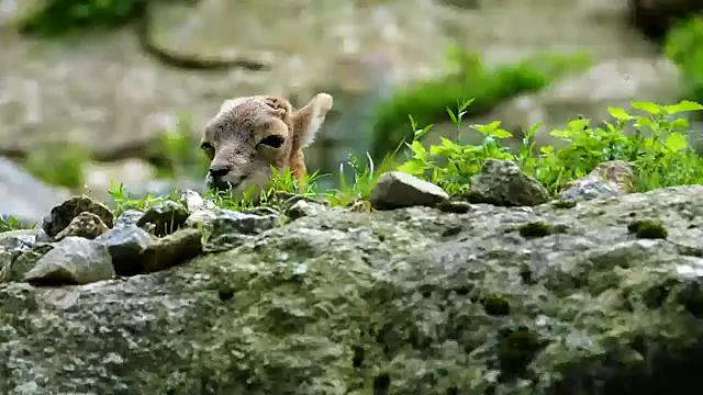 streamy test11 online show from February 2025 03:51:02 PM