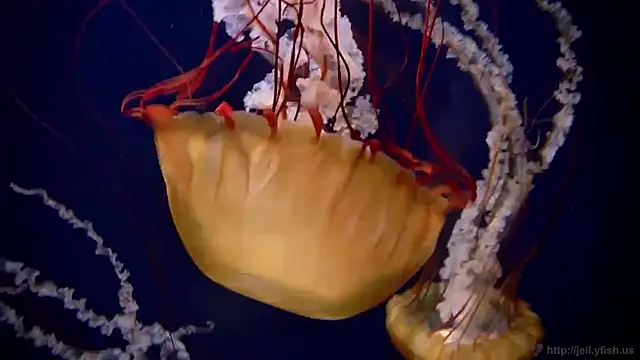 streamy test11 online show from November 2025 08:57:01 AM