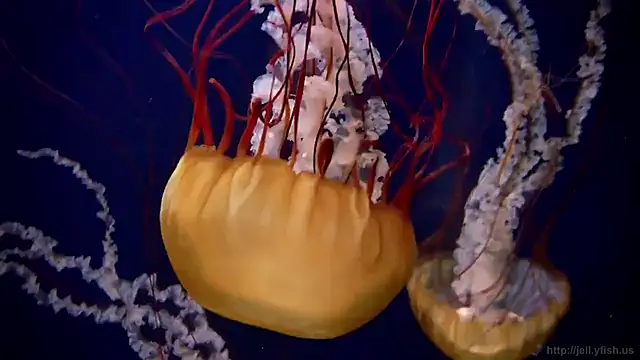 streamy test11 online show from January 2026 11:38:02 AM