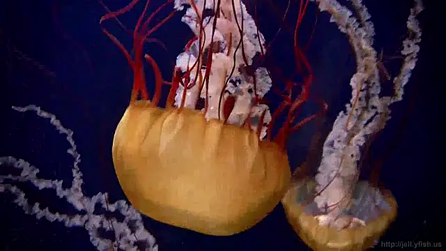 streamy test11 online show from April 2026 12:25:01 PM