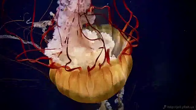 Snapshot of streamy_test12 chatting on December 2024 08:11:01 AM streamy test12 online show from December 2024 08:11:01 AM