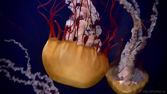 Snapshot of streamy_test12 chatting on December 2024 11:07:02 AM streamy test12 online show from December 2024 11:07:02 AM