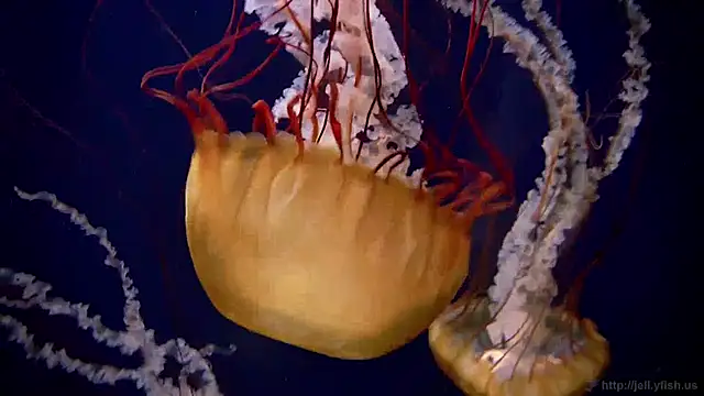 Snapshot of streamy_test12 chatting on January 2025 08:18:02 AM streamy test12 online show from January 2025 08:18:02 AM