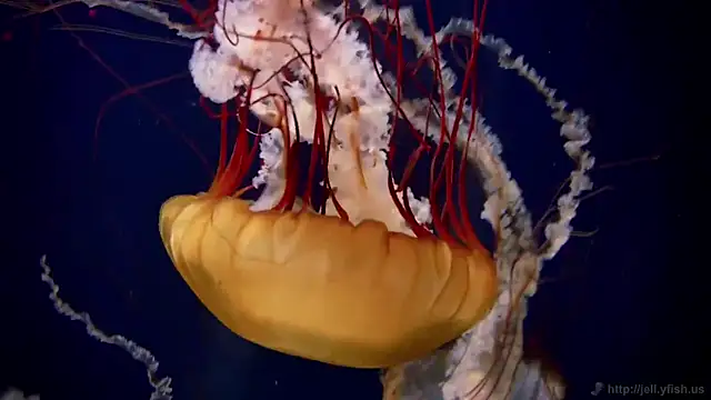 Snapshot of streamy_test12 chatting on February 2025 08:13:02 AM streamy test12 online show from February 2025 08:13:02 AM