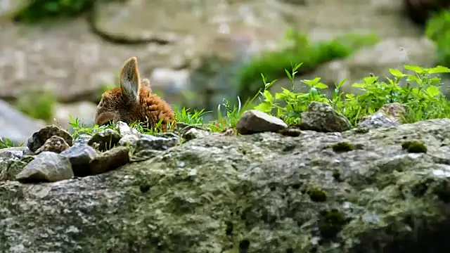 Snapshot of streamy_test12 chatting on February 2025 03:52:01 PM streamy test12 online show from February 2025 03:52:01 PM