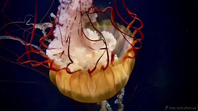 Snapshot of streamy_test12 chatting on September 2025 05:21:01 AM streamy test12 online show from September 2025 05:21:01 AM