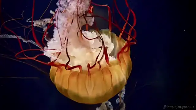 streamy test12 online show from April 2026 09:32:02 AM