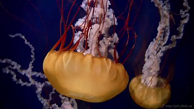 streamy test12 online show from May 2026 12:44:02 PM
