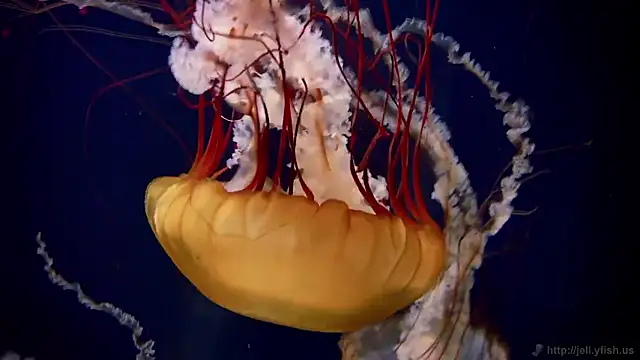 streamy test15 online show from November 2025 12:27:02 PM