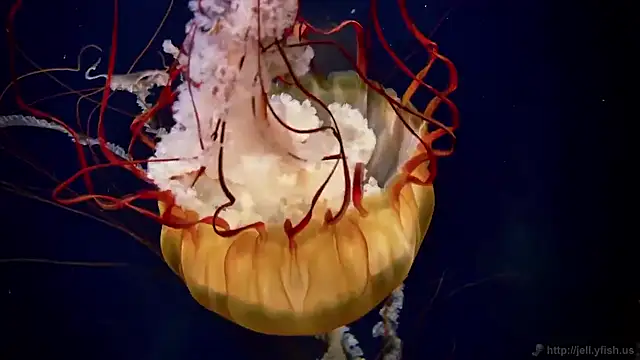 streamy test15 online show from November 2025 03:14:02 PM