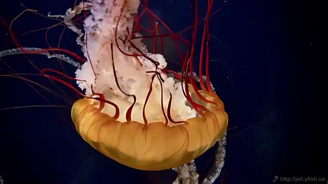 streamy test15 online show from December 2025 11:37:01 AM