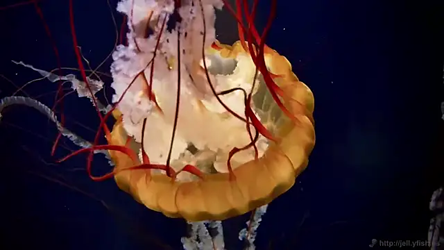 streamy test15 online show from December 2025 09:15:02 AM