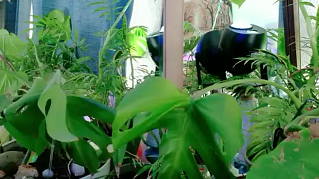 NinasNylonz online show from April 2026 11:47:02 PM