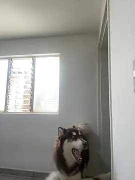 Arilw online show from February 2025 02:13:02 PM