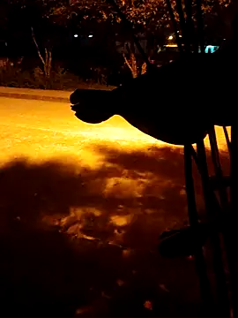 BeetledFlouter12 online show from March 2026 03:24:01 AM