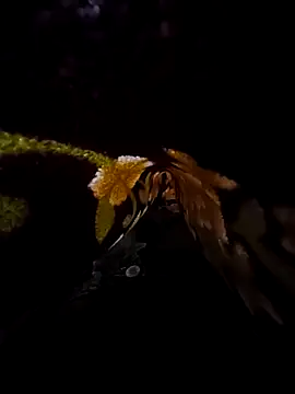 SageElement2 online show from March 2025 08:17:01 PM