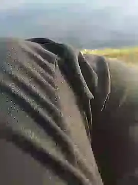 hexsmith96 online show from December 2024 02:17:02 PM