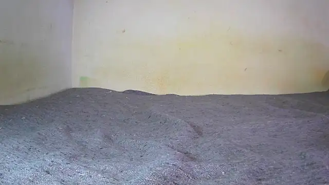 fern tlk online show from December 2024 07:11:02 PM