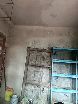 NICK IN online show from February 2025 04:15:01 AM