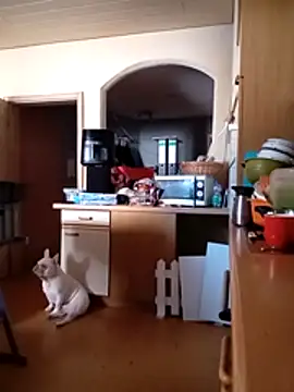 Wishes813 online show from March 2026 11:46:02 AM