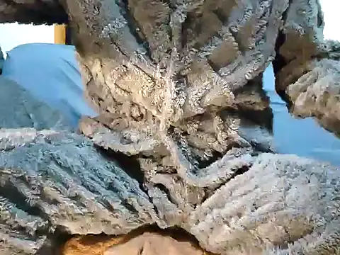 creamlive97 online show from December 2024 12:42:01 PM