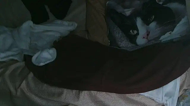 VeneRed online show from October 2025 07:35:02 PM