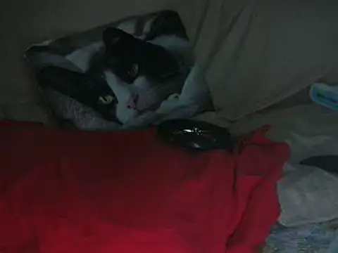 VeneRed online show from October 2025 08:20:01 PM