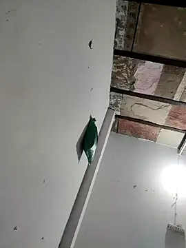 Snapshot of Masti441 chatting on February 2025 10:26:02 AM Masti441 online show from February 2025 10:26:02 AM