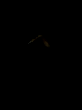 DaWoD030 online show from January 2025 05:18:01 PM